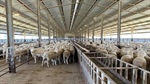 Purpose-built feedlot elevates lamb production to new heights | Video