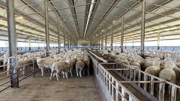 Purpose-built feedlot elevates lamb production to new heights | Video