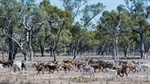 Costly process: goat industry's battle for over-the-counter pain relief