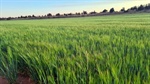 Free on-farm carbon calculator to help keep trade, finance avenues open