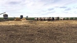 A tale of two farm blocks at Kerang, both have been priced to sell