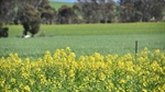Winter sweet spot pushes ABARES crop estimates up 11pc in just three months