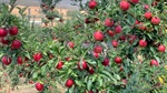 Dufruits: 30,400 irrigated apple trees across multiple varieties | Photos