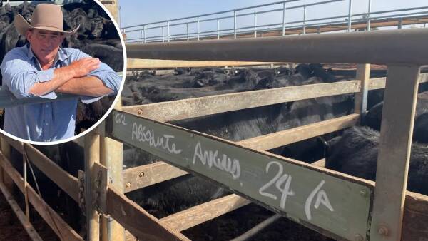 Debt recovery sale: Absolute Angus cattle sold for impressive sum at Roma