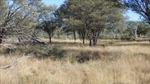 Grazing property with mighty feed resource sold at auction for $188/acre