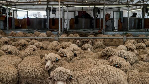 Wool prices on an upward glide: is it a demand surge or a supply crunch?