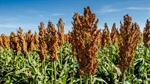 Australia's biggest sorghum market at risk after China announces import change