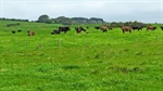 Auction of lush SA block underscores demand for high rainfall grazing