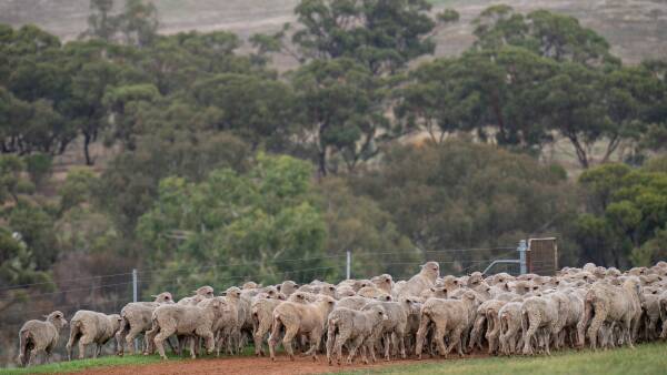 The sheep divide: farming bodies at odds over 'unifying' industry strategy