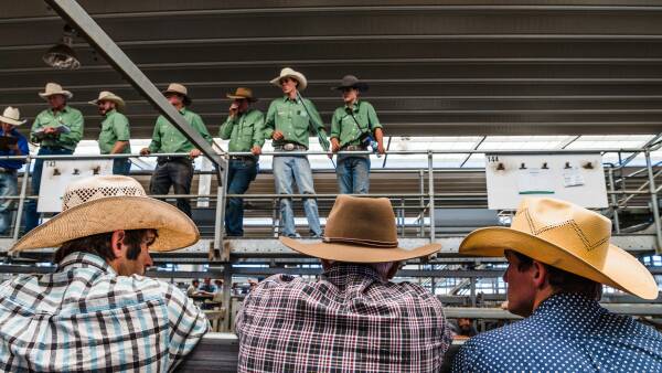 The cattle market element that is now giving the most cause for confidence