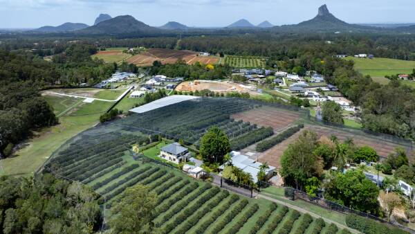 Growth corridor opportunity with full operation lychee orchard | Video