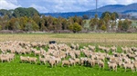 Growing confidence: why Aussie sheep producers plan to grow their flocks