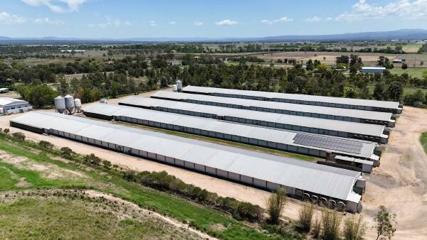 Modern, high-capacity broiler farm with quality infrastructure | Photos