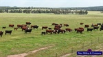 Productive grazing, farming property Katella listed for $2500/acre | Video