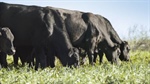AACo buys into bold US carbon scheme rewarding cattle producers cutting methane