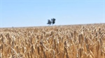 Harvest starts to wind down with 72pc of crop off, although south lags behind