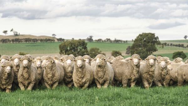 Rupert Murdoch's prized property Springfield, Bogo Genetics on the market