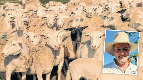 Five months to go: can a new industry plan unite sheepmeat and wool?