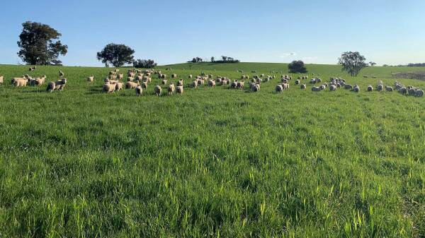 Dicksons a high quality asset for prime lambs, cropping and cattle | Photos