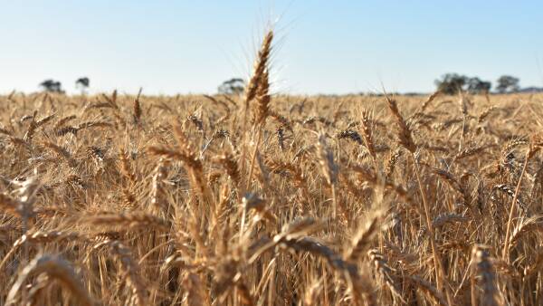 Drought year rainfall but bumper season yields: the curious case of 2025