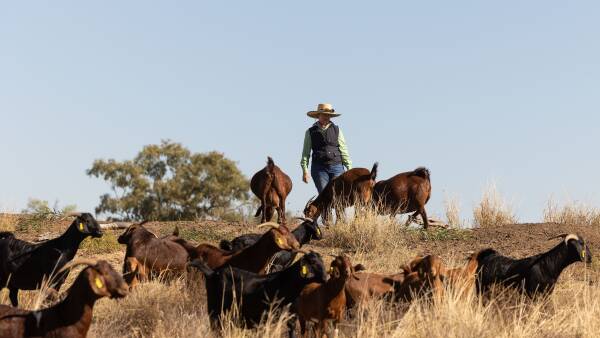 Goat industry 'revolution': prices climb to $6/kg, hope for stability grows