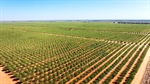 Big 2682ha Sunraysia almond farm sold after US investment fund's collapse
