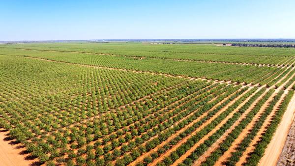 Big 2682ha Sunraysia almond farm sold after US investment fund's collapse