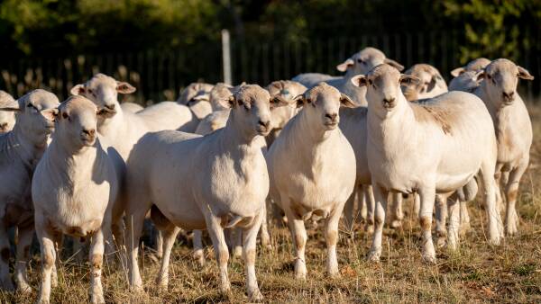 Tightening lamb supply set to expose structural issues in east coast processing