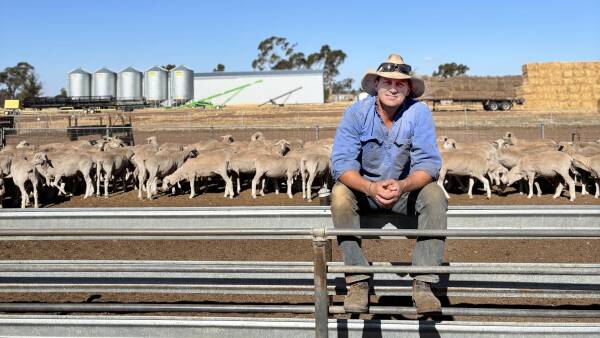 'An ace up the sleeve': how one producer is maximising lambing in the dry