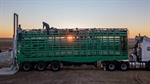 Beyond the numbers: the story of Australia's shifting sheepmeat exports