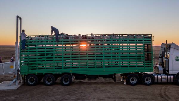 Beyond the numbers: the story of Australia's shifting sheepmeat exports