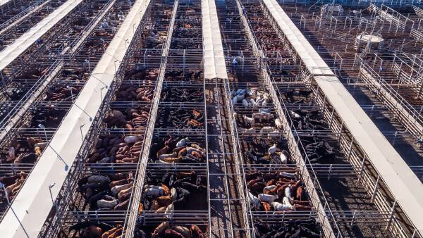 Beyond the saleyards: processor margins under pressure as cattle prices rise