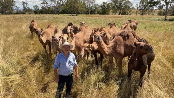 For the love of camels: big US milk deal as demand for dairy alternative soars