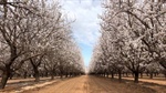Corporates weigh up their stake in Aussie almonds with orchard shake-up