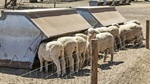 Mid North sheep feedlot hits market as lamb prices hit five-year high