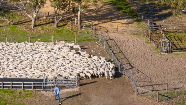 Explained: what Trump's new tariff could mean for Aussie lamb, goat producers