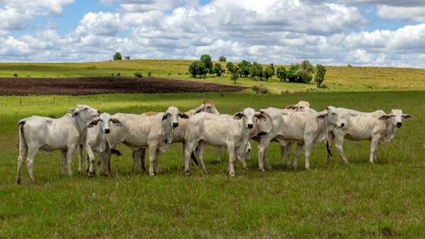 Productive cattle property complete with 1000 standard cattle unit feedlot