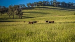 Outstanding New England grazing properties to auction mid-April | Videos