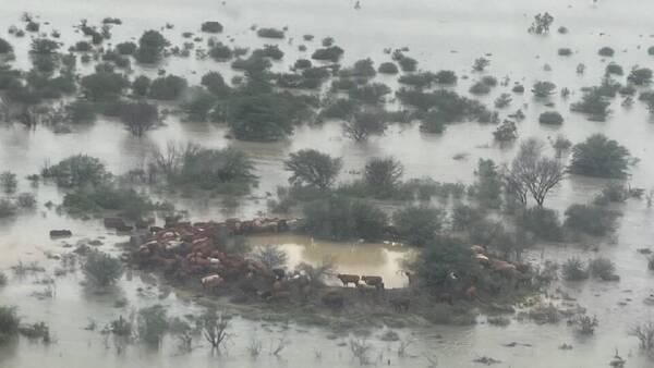 AACo tips $18m cattle and property costs after NW Qld's January floods