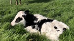 More live calves the target as new ABVs released