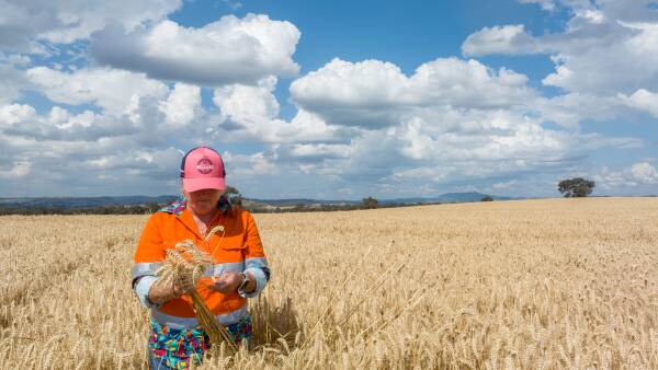 The complex web of energy, climate and conflict driving global grain prices