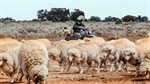 The secrets to farming Australia's driest sheep country revealed