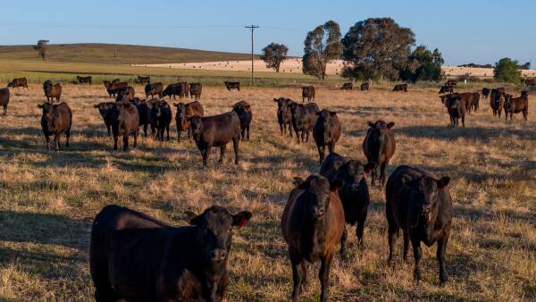 South Korea climbs in market rankings as beef exports hold near record pace