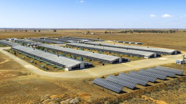 Investors eye big 20-shed poultry farms on the market in SA