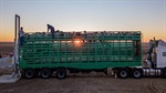 Modest margin recovery can't hide a bigger problem for sheep processors