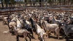US boom carries Australian goatmeat exports as key Asian markets pull back