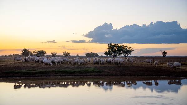 How a supply rebound in some states is impacting lamb prices right now