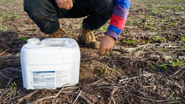 Pest issues worst in years as farmers spend up to $100/ha on slugs, aphids