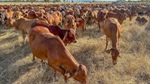 AACo's solution to the high cost of an ill-timed calf in Australia's north