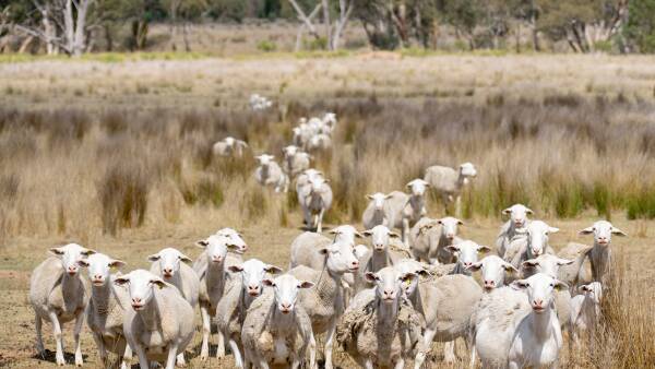 Australian lamb finds middle ground as US and EU markets surge ahead